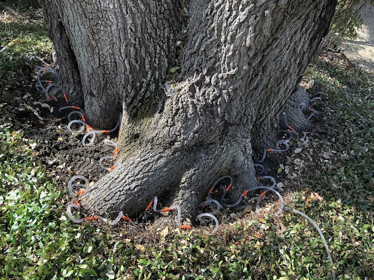 Detailed Tree Cabling and Bracing job site in Lombard